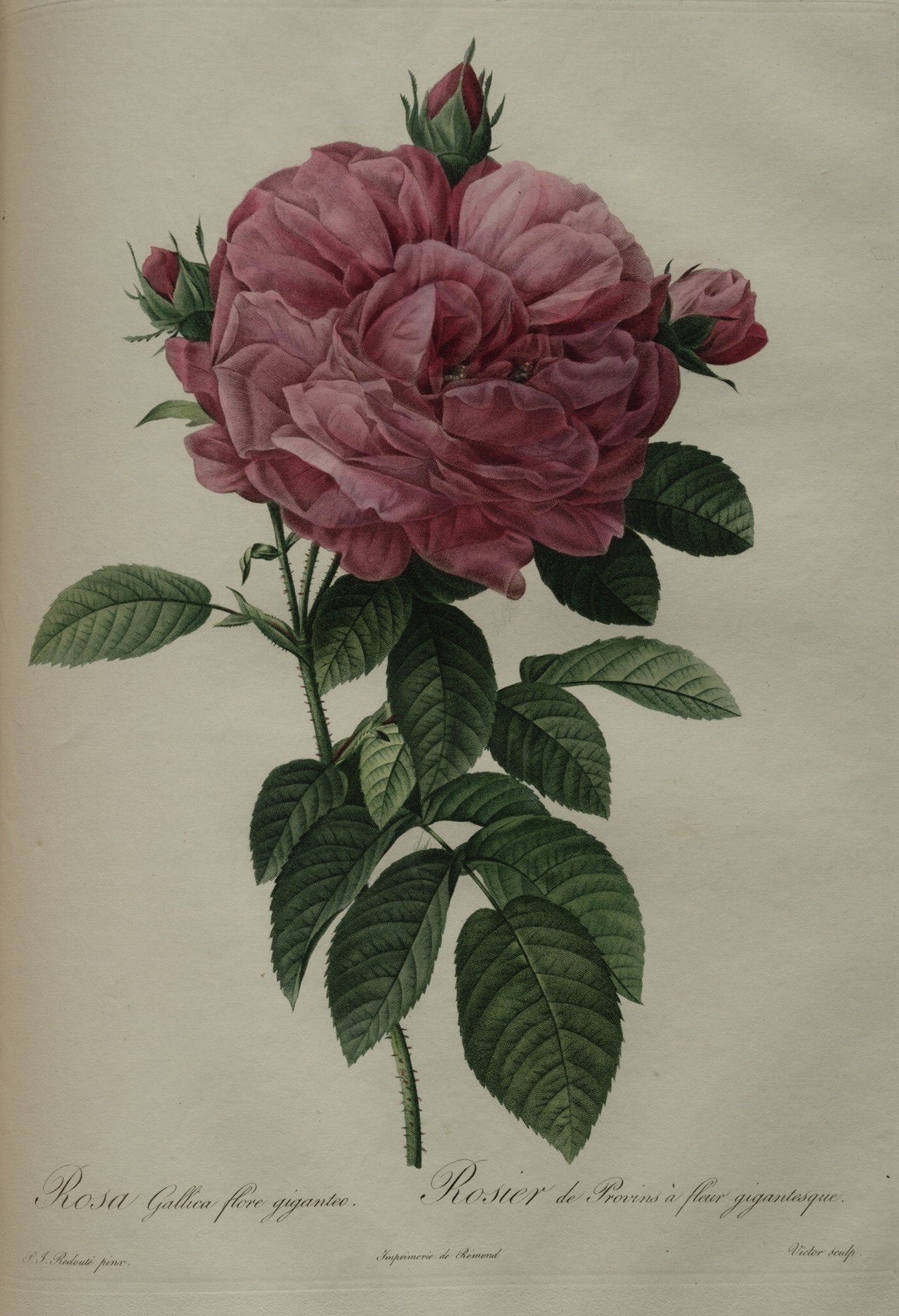 Pierre Joseph Redoute, Rosa gallica, about 1820 Pierre Joseph Redoute, Rosa gallica, about 1820