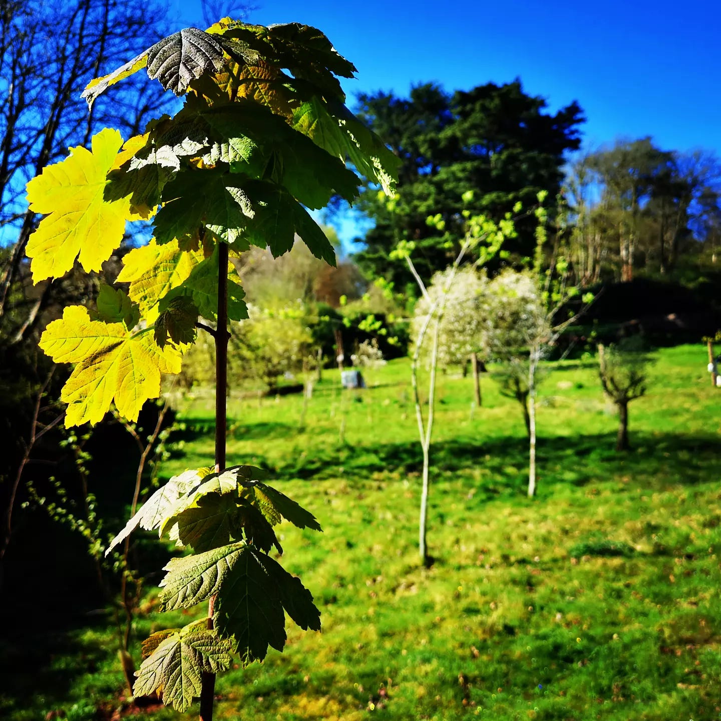 Autumn tree planting Autumn tree planting