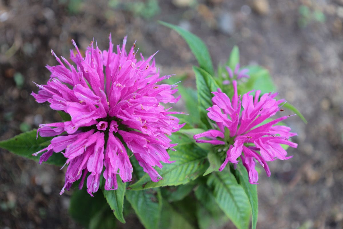 a blooming monarda plant