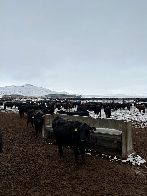Scenes from new Azeri settlements in Nagorno-Karabakh.
