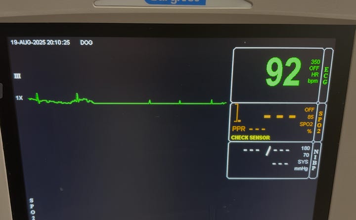 ECG from a dog showing Multiple p-waves without a QRS complex (high-grade, 2nd degree AV block)
