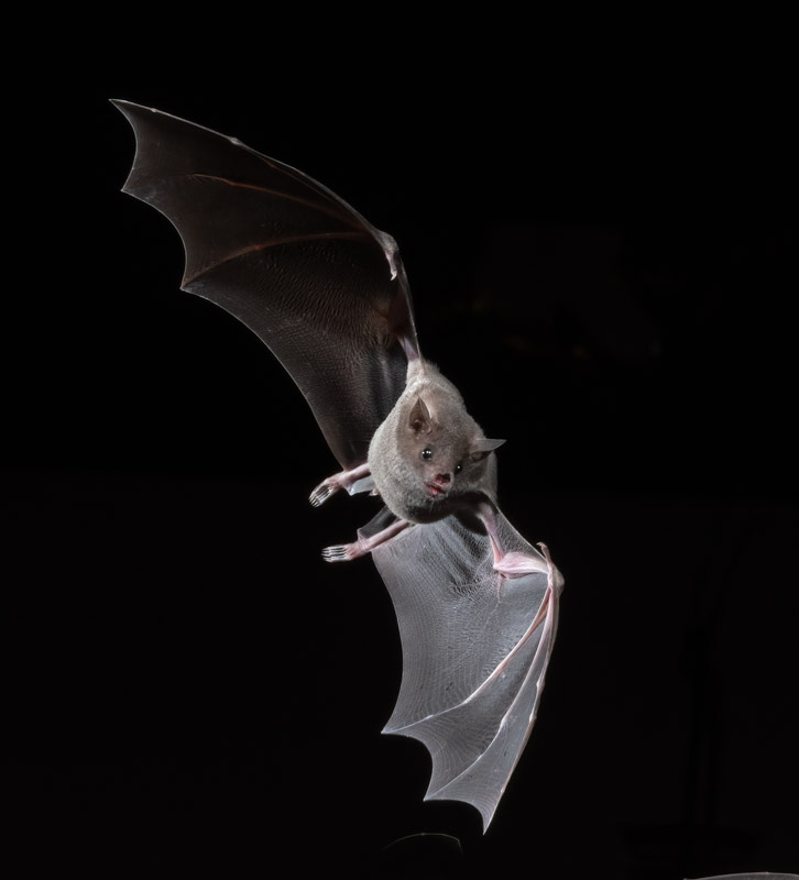 20210912-Bats-1292-Edit 2.jpg