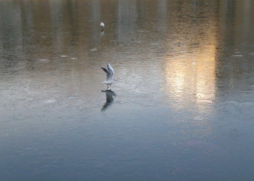 Greenland Dock Frozen Greenland Dock Frozen