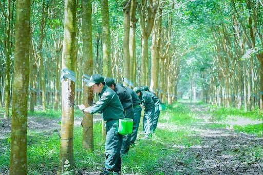TRC: Lãi hơn 15 tỷ đồng, thưởng Tây Ninh Siêm Riệp PTCS hơn 1 tỷ đồng TRC: Lãi hơn 15 tỷ đồng, thưởng Tây Ninh Siêm Riệp PTCS hơn 1 tỷ đồng