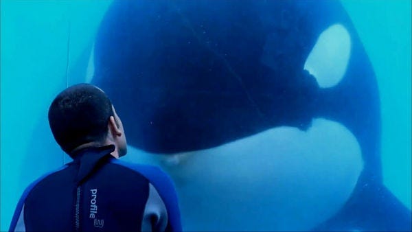 blackfish blackfish