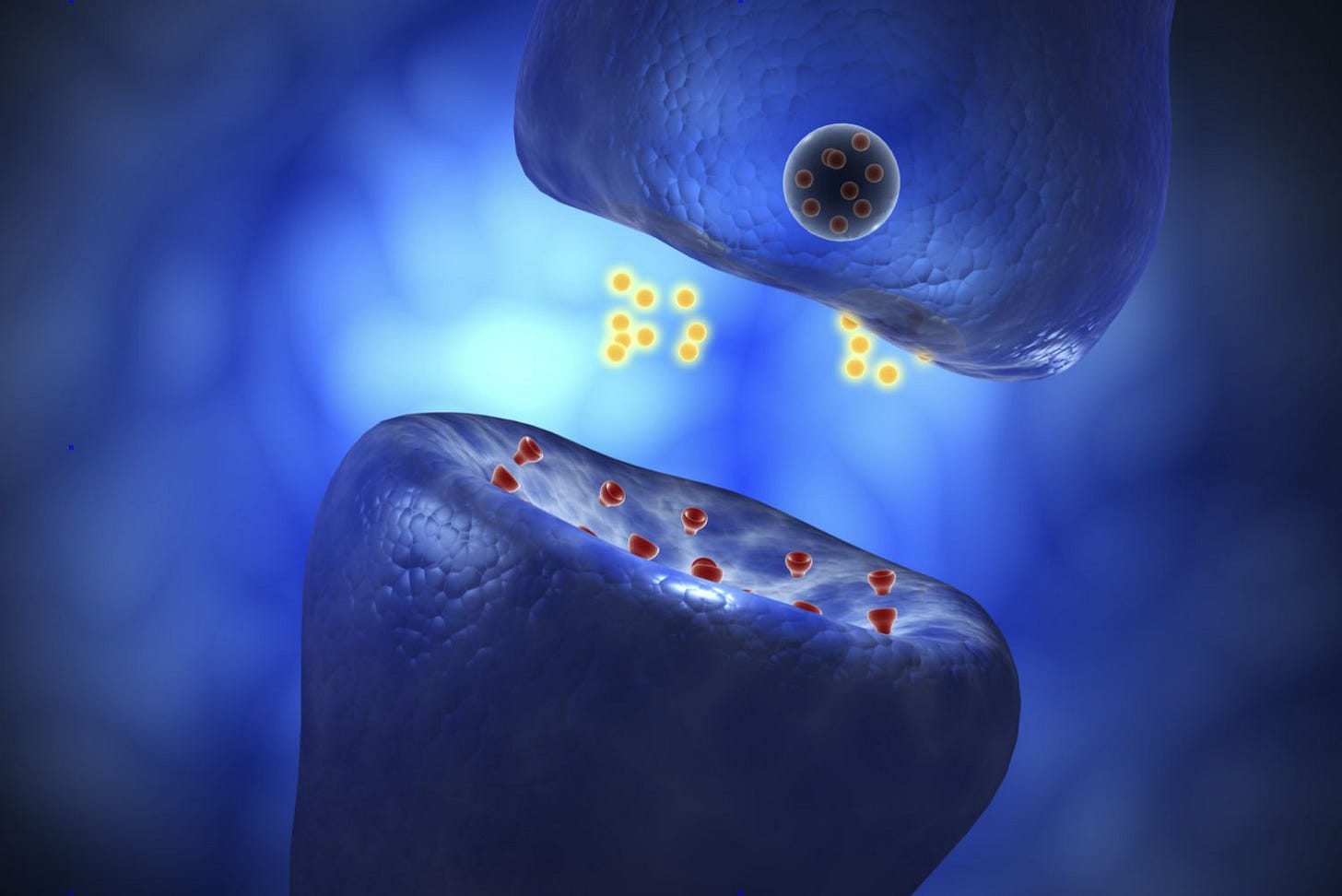 What Is Exocytosis? Steps and Examples