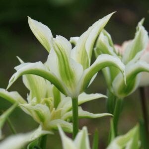 Tulip varieties 