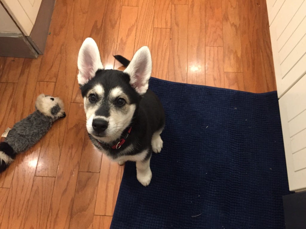 The black and white puppy sits on a blue mat on a hardwood floor. Her ears have grown enormous and the rest of her has yet to catch up. 