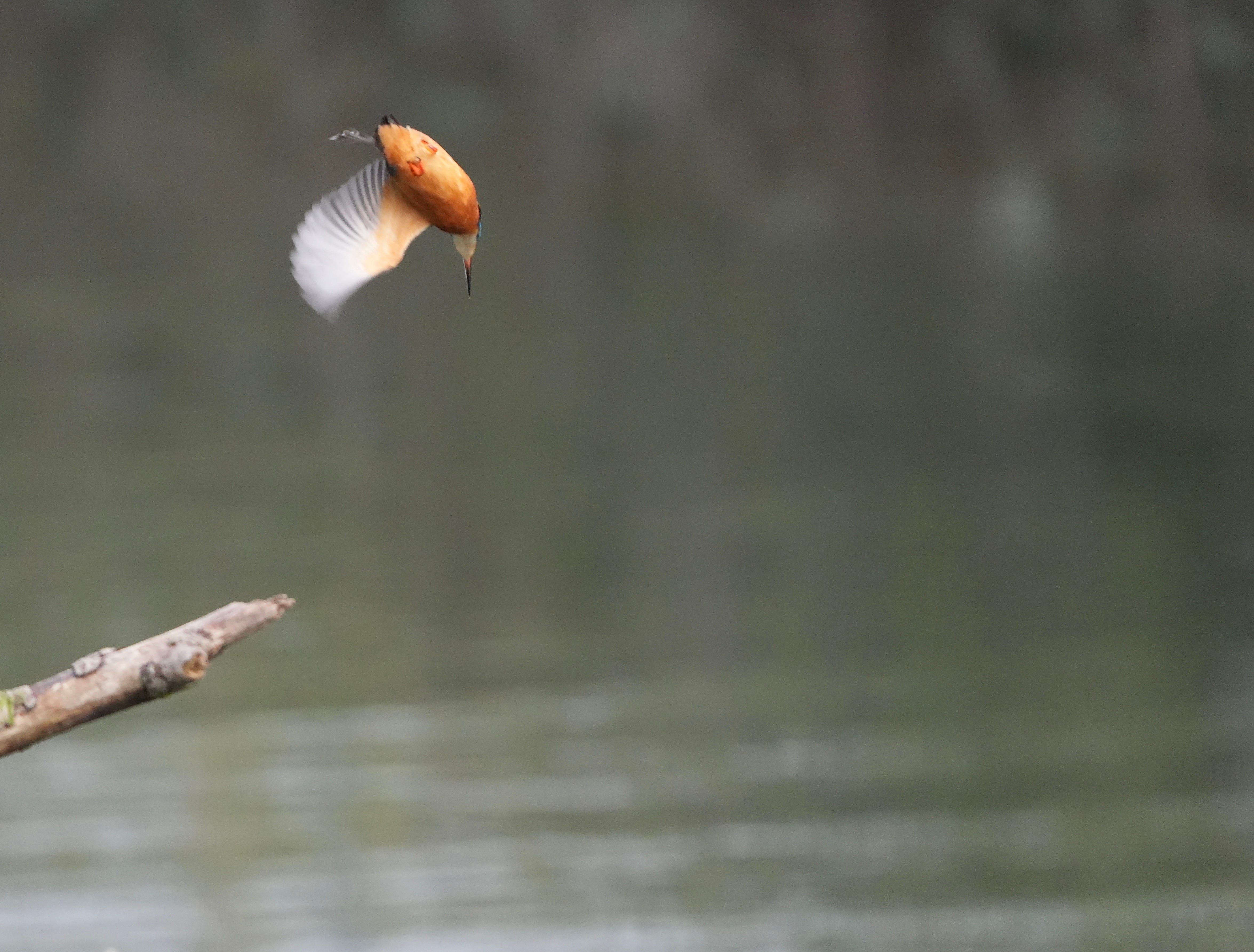 Kingfisher Alcedo Atthis Kingfisher Alcedo Atthis