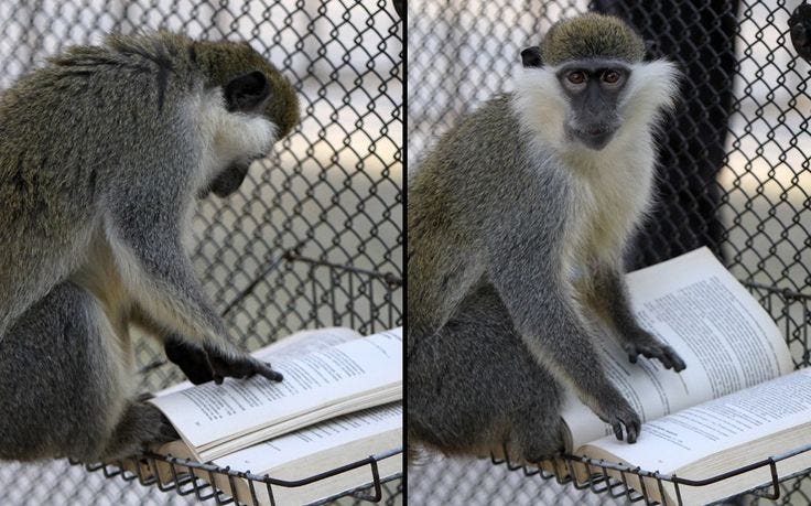 Devotion in Motion: The Monkey's Disgrace