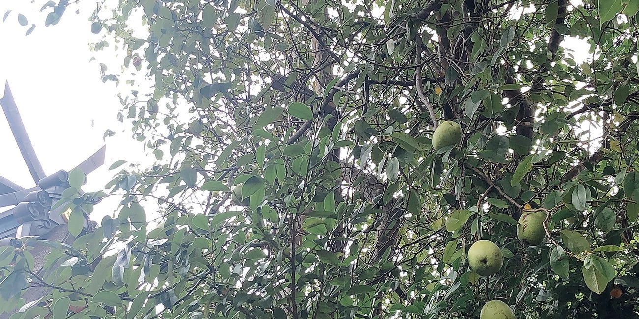 Moon 2: The Cycle of the Moon in Daily Life and Shinto