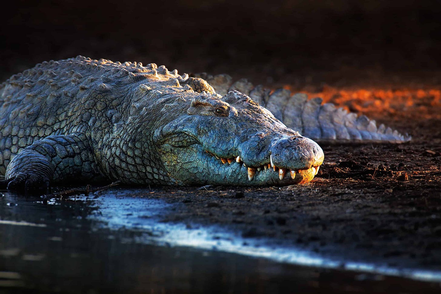 How long can alligator go without eating? | Kenya Safaris