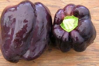 Purple Beauty pepper