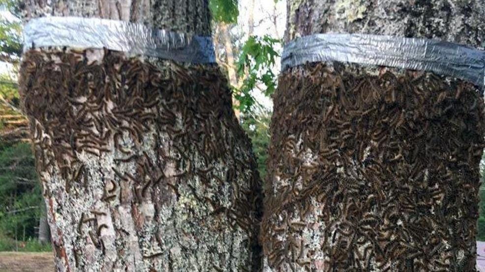 Return of &lsquo;gross' caterpillars to Maine spurs fears of infestation