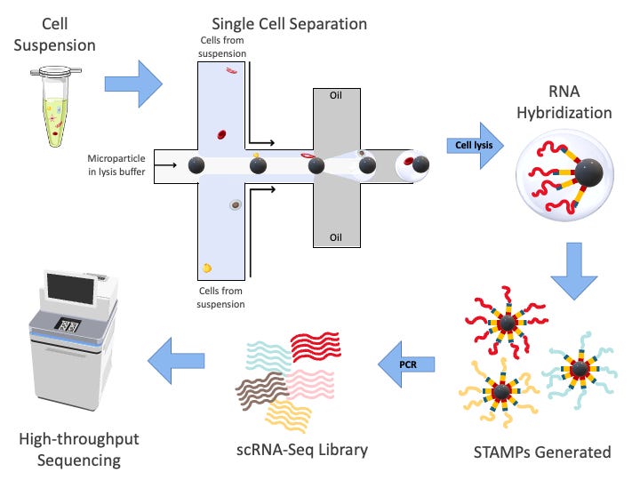 Drop-Seq workflow diagram of droplet microfluidics capturing single cells with barcoded beads for single-cell RNA sequencing. Drop-Seq workflow diagram of droplet microfluidics capturing single cells with barcoded beads for single-cell RNA sequencing.