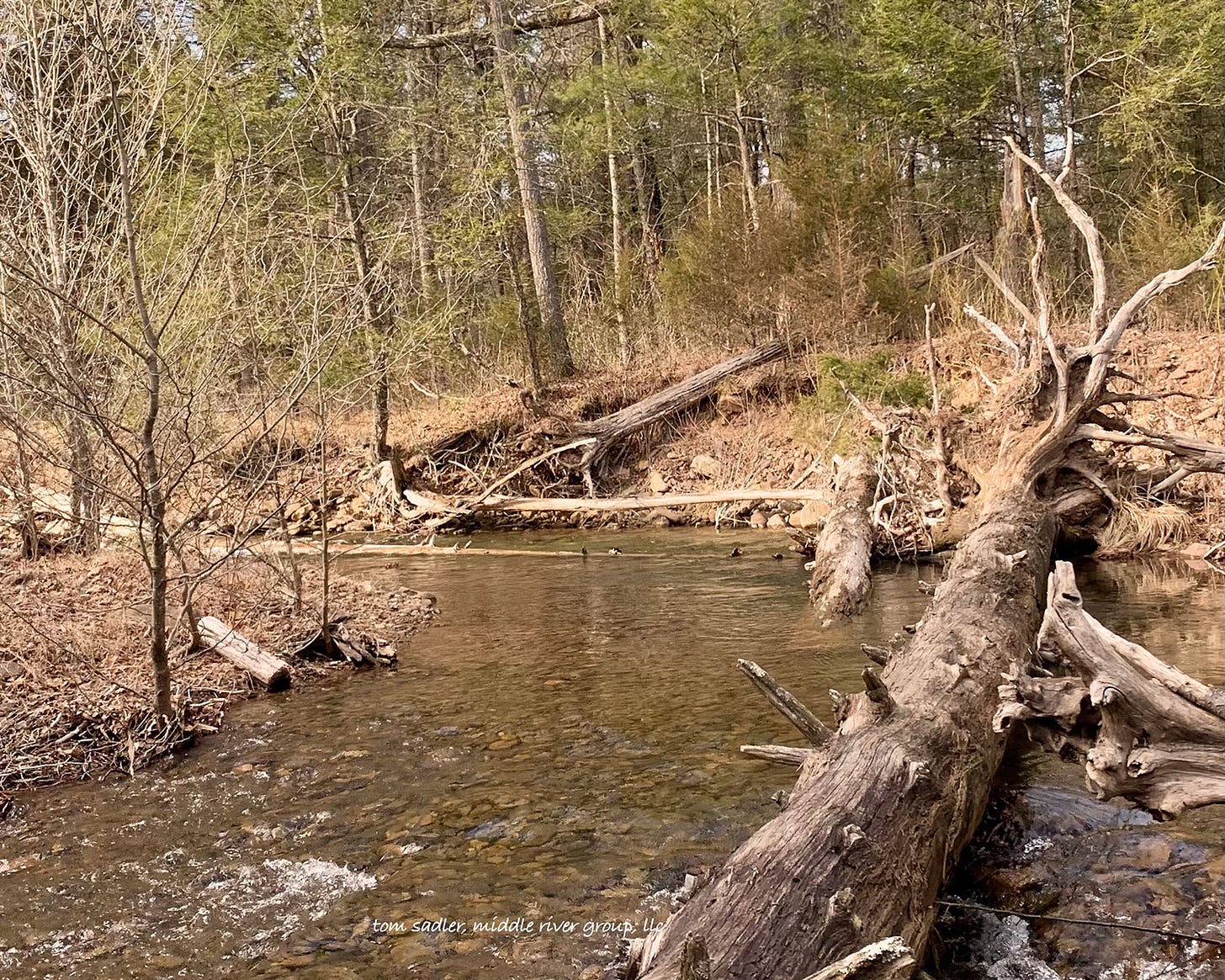 mountain stream in late winter