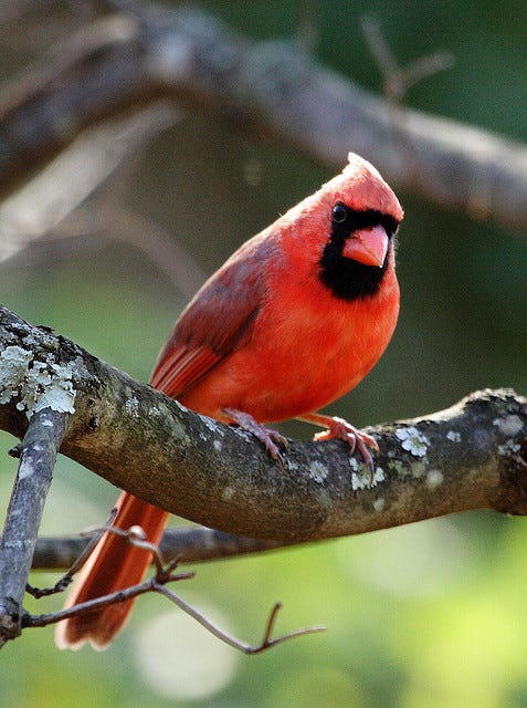 Indiana State Bird | Northern Cardinal