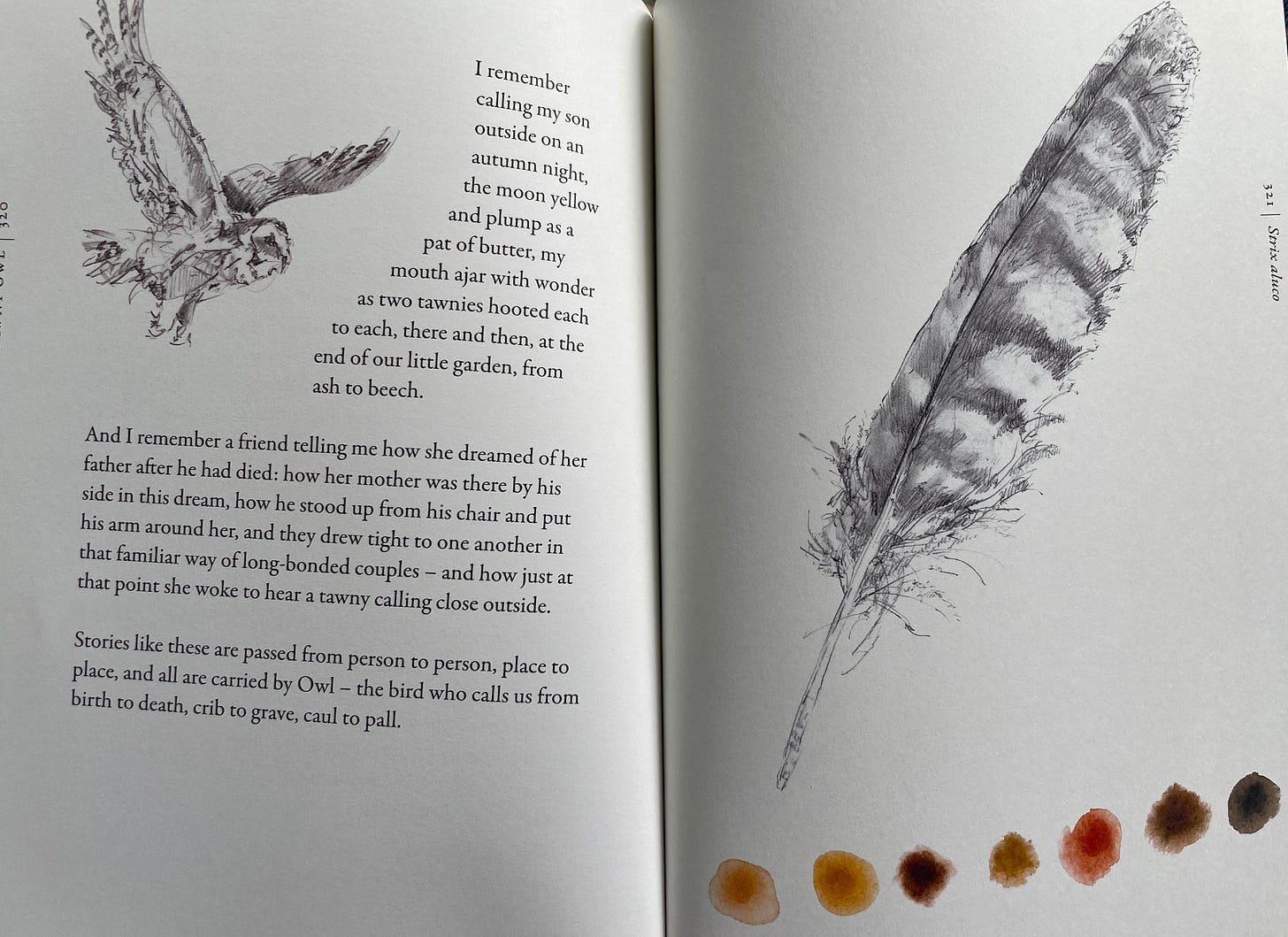 page from the Book of Birds by Robert MacFarlane and Jackie Morris