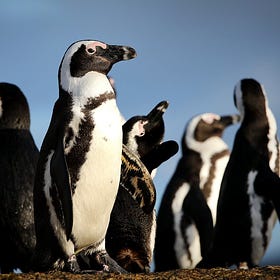 SCOUTING REPORT | Mining rare earth elements, preserving Dignity, voice of the Vikings, starving penguins