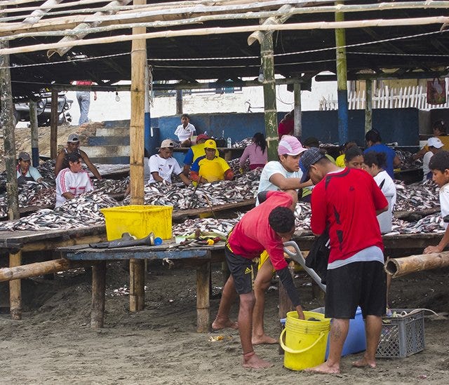 Amazing picture of sardines piled high on wooden tables under the chop shacks with locals cleaning Amazing picture of sardines piled high on wooden tables under the chop shacks with locals cleaning