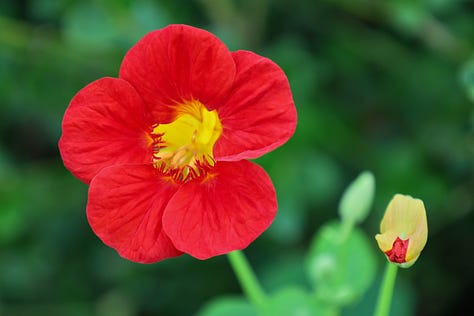 nasturtium flowers