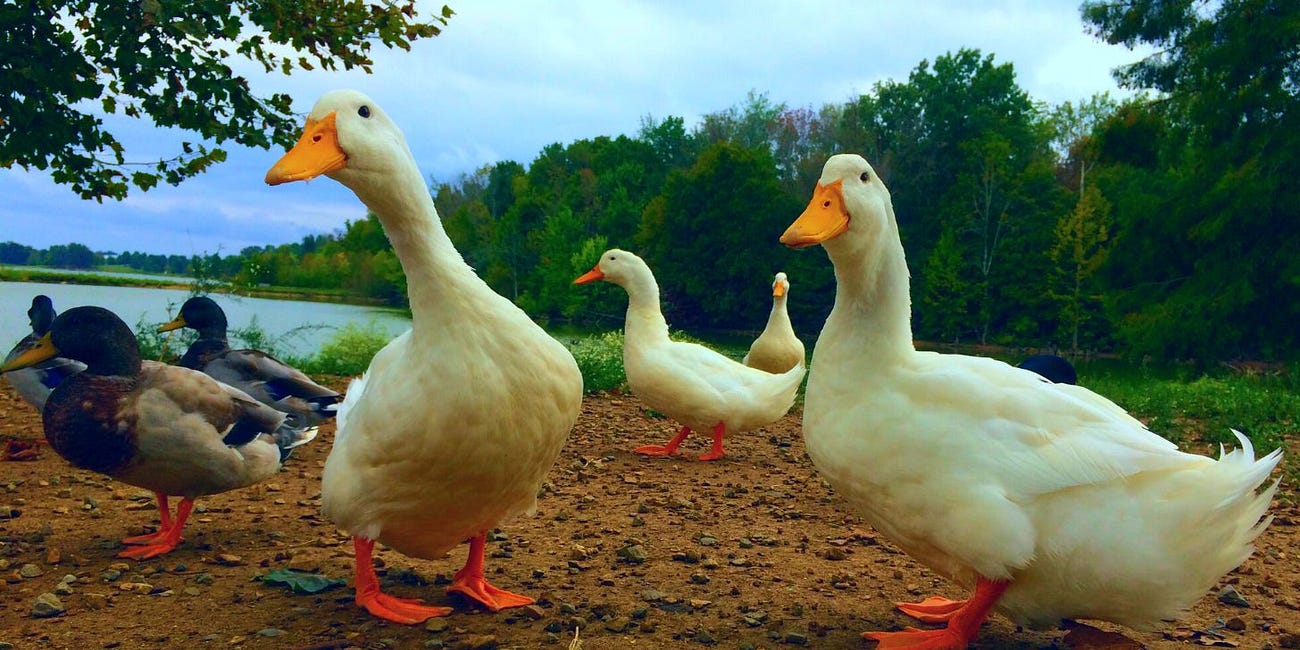 U.S. Gov't Is Making a Vaccine for a Virus It Also Happens to Be Making More Deadly: Bird Flu