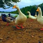 U.S. Gov't Is Making a Vaccine for a Virus It Also Happens to Be Making More Deadly: Bird Flu
