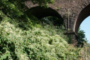 Green shrubs