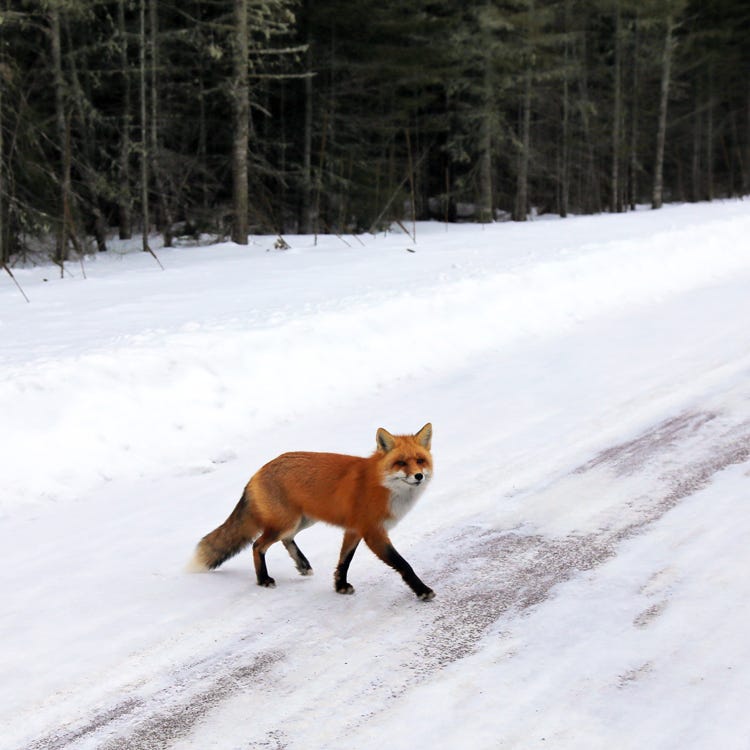 Fox near Marie Louise Lake in Sleeping Giant Provincial Park. Fox near Marie Louise Lake in Sleeping Giant Provincial Park.