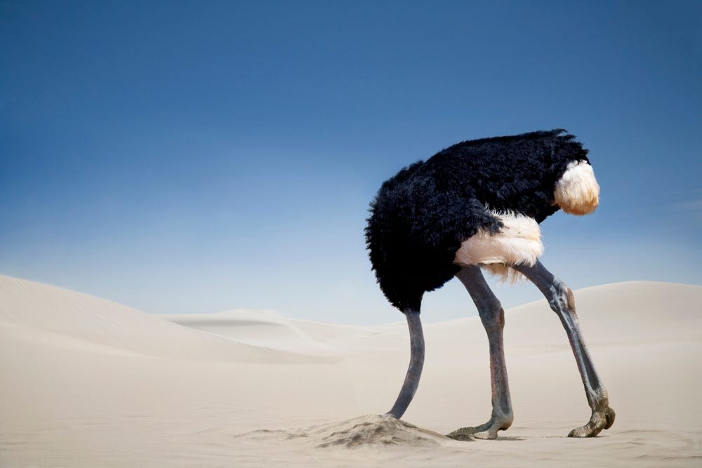 Photo of an ostrich in the desert, with its head buried in the sand
