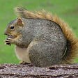 Grey Squirrel's avatar