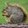 Grey Squirrel's avatar