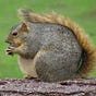Grey Squirrel's avatar