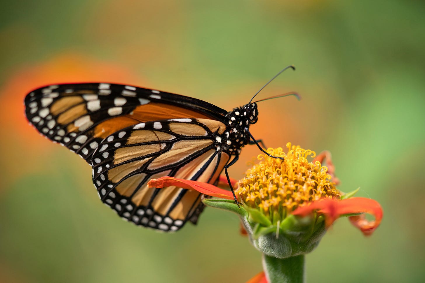 Monarch butterflies facing battle royal for survival - AgriLife Today