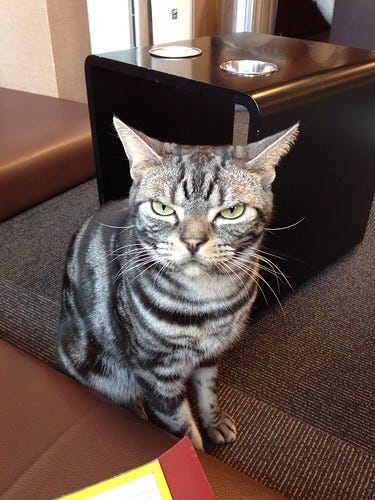 Mastermind Cat Mastermind Cat