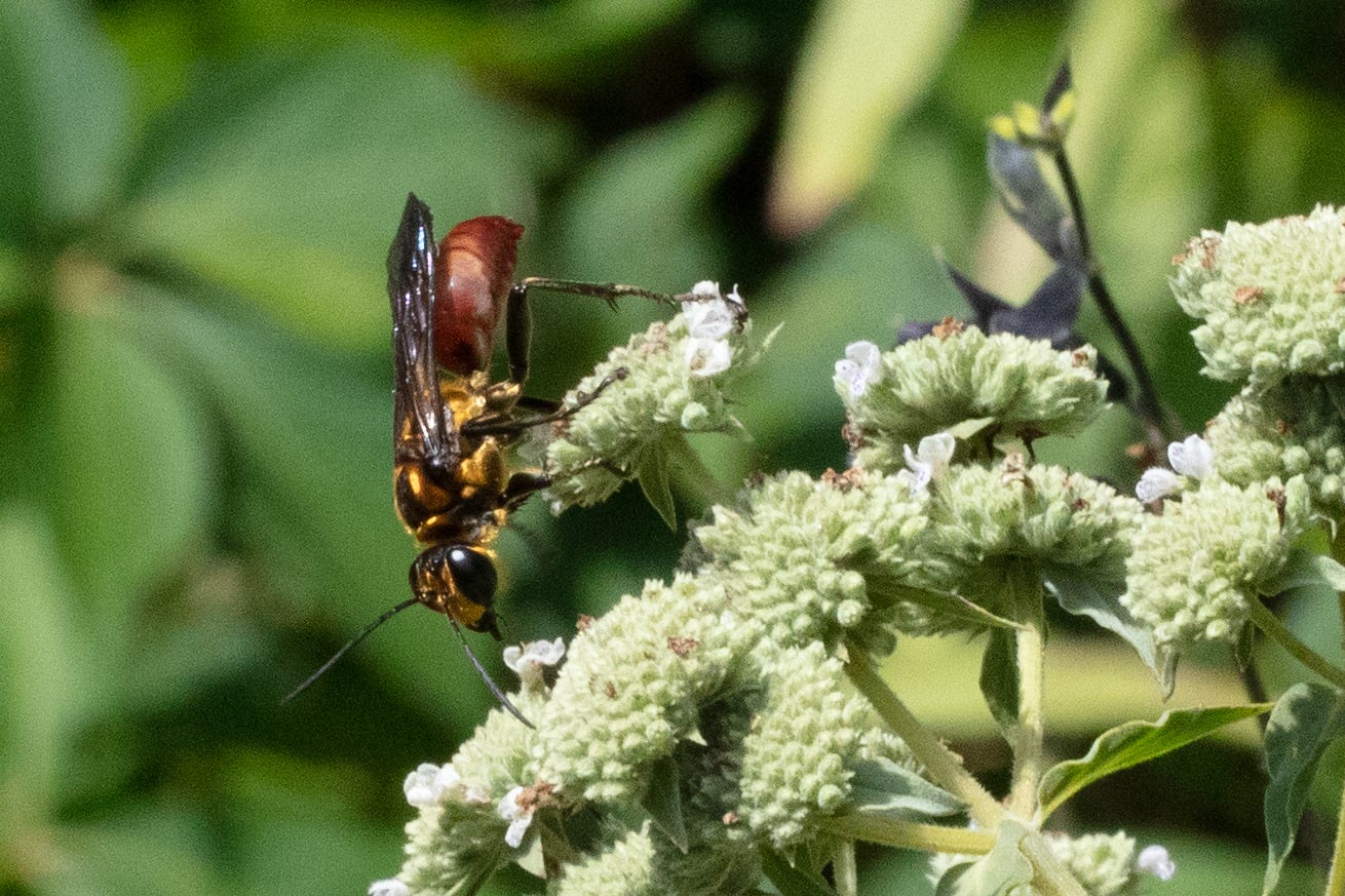 Golden-reined digger wasp on mountain mint