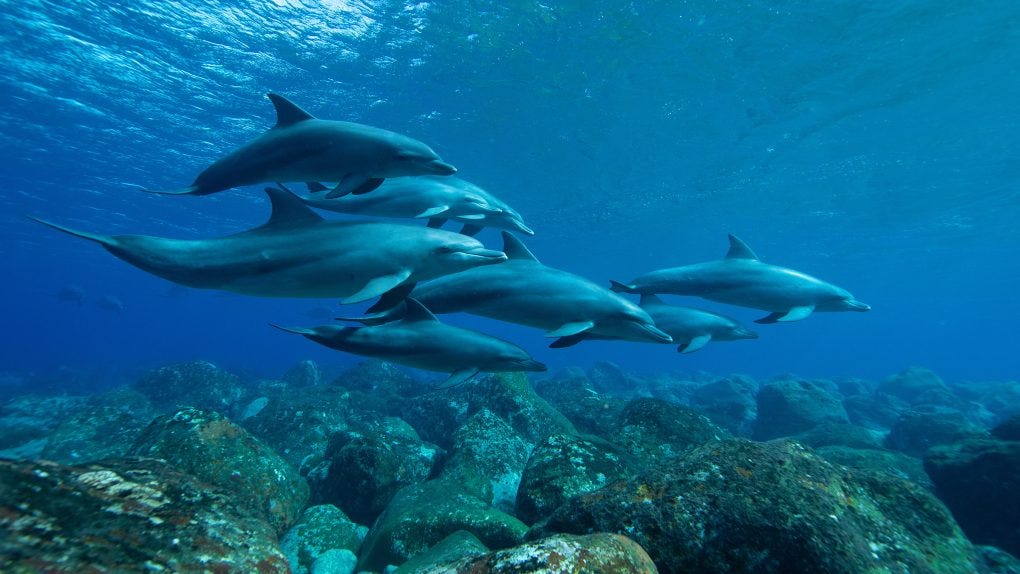 ocean mass extinction dolphins swimming