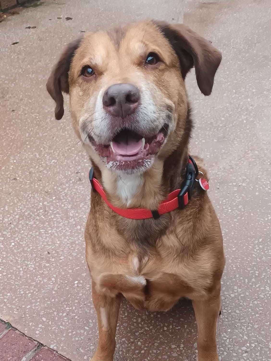 Phoebe | Available for Adoption Now | SSC