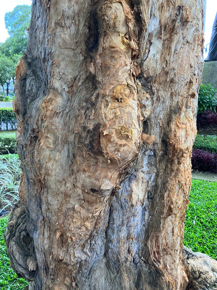 On the left is a close up of the trunk of a cork tree showing knobbly bumps and grey and brown bark. On the right is a long wall filled with street art murals including a brown bird which is the national bird of Costa Rica