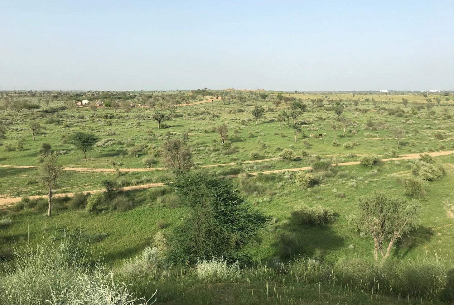 A view of sparse vegetation in a desert landscape. Trees and bushes are shown, with a couple of dirt paths running through grassy areas. A view of sparse vegetation in a desert landscape. Trees and bushes are shown, with a couple of dirt paths running through grassy areas.