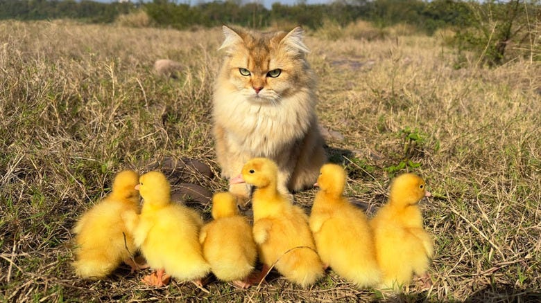 The Reason Baby Ducks Follow Mother Cats (And Other Animals) Is So Heartwarming The Reason Baby Ducks Follow Mother Cats (And Other Animals) Is So Heartwarming