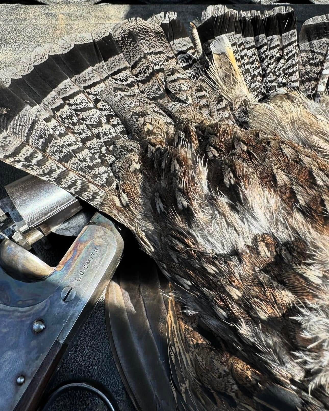 A ruffed grouse tail fan on an old shotgun A ruffed grouse tail fan on an old shotgun