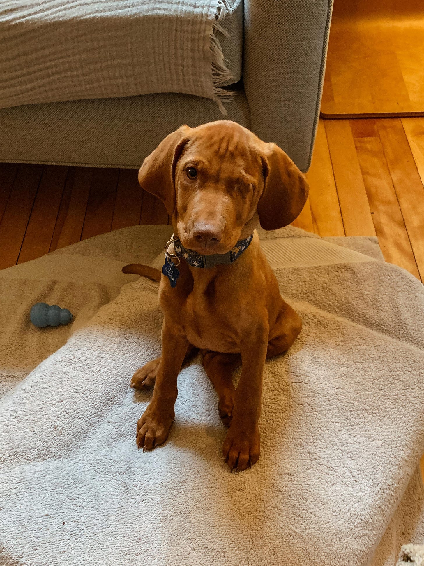 A picture of Lief the one-eyed Visla as a puppy posing cutely for the camera. A picture of Lief the one-eyed Visla as a puppy posing cutely for the camera.