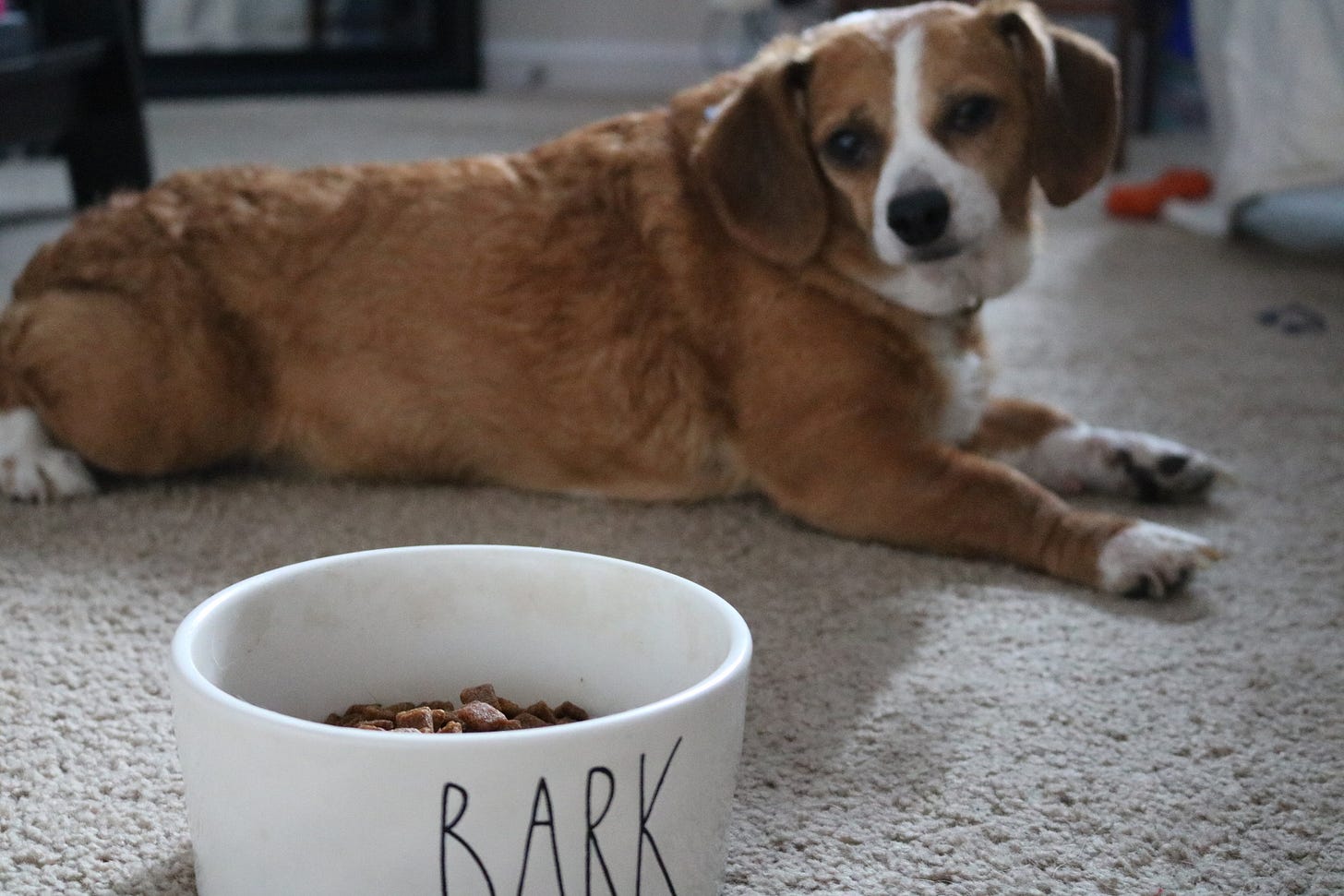 DIY Emergency Kit for Dogs, Advice for Dog Owners, DIY Go Bag for Dogs, DIY Hurricane Kit for Dogs