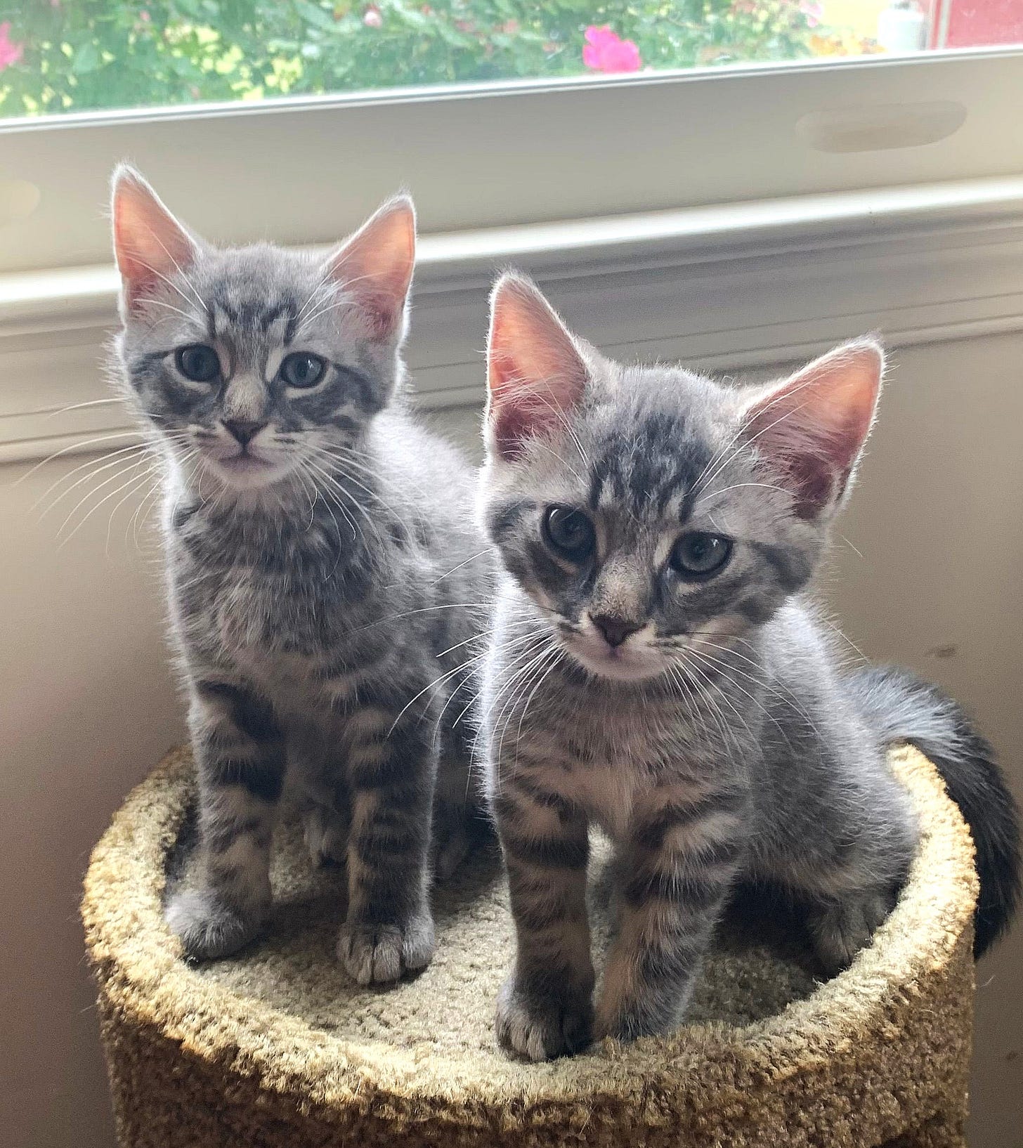 Kittens Charmin and Cottonelle are sitting in the sunlight on top of a cat tower, their fur glowing from the light beaming through. They look curious and calm. Kittens Charmin and Cottonelle are sitting in the sunlight on top of a cat tower, their fur glowing from the light beaming through. They look curious and calm.
