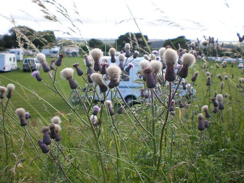 English Thistles English Thistles