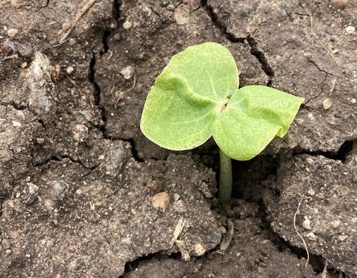 a small plant sprouting out of the crack in the ground