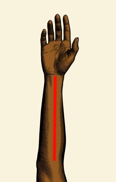130+ Woman Forearm Stock Illustrations, Royalty-Free Vector Graphics & Clip  Art - iStock | Woman lotion arm, Female forearm, Tattoo