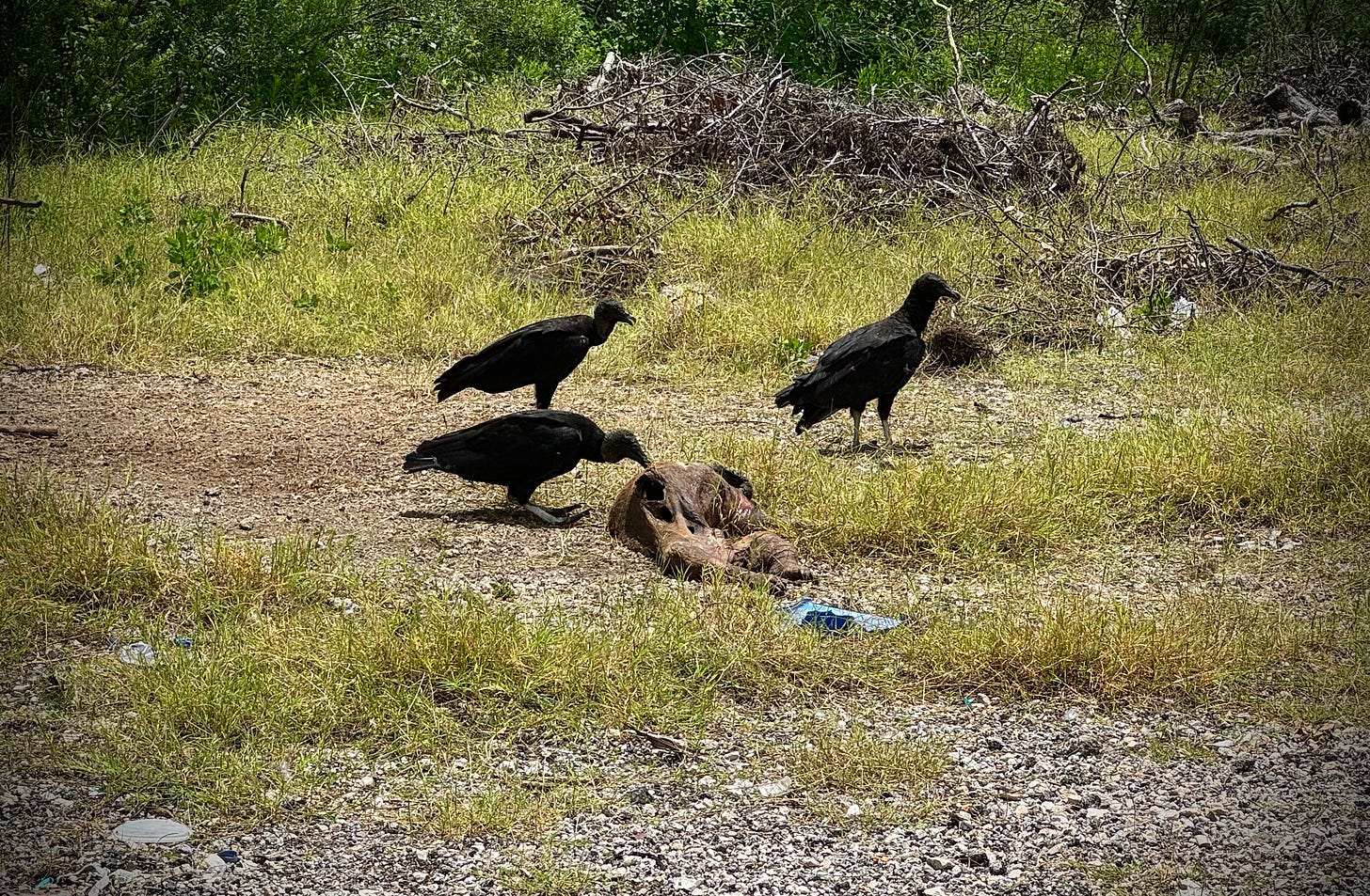 Three black vultures on a brown mammal carcass