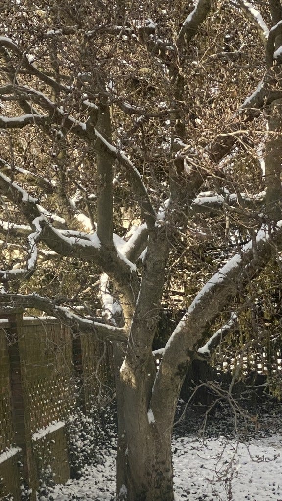 Snow-covered branches of a magnolia tree in winter framed by brick wall and snow in the background, My Forever Son, c